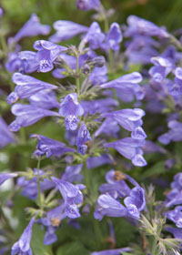 Nepeta yunnanensis 'Blue Dragon'